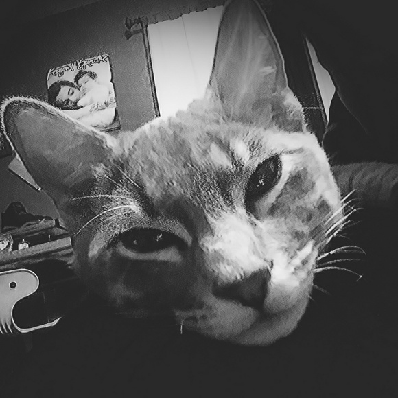 Meet your Posher, Kriss - Picture 2 of 3